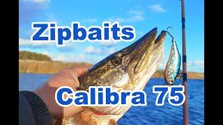 Zipbaits Calibra 75. Щука на раттлины в октябре