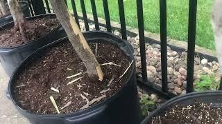 Don’t let this happen to your Japanese Maple bonsai trees!!! Squirrel damage!!!