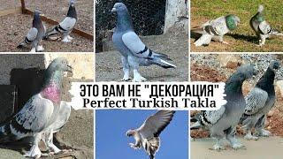 Так должна работать Такла️  Бойные голуби Турции | Mükemmel güvercinler | Turkish pigeons