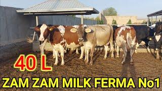 ZAM ZAM MILK Ferma Daxshat Sigirla. Eston. Simental Raski Shvet. ️930025757 ️938038080 ️886575757