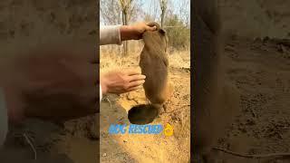 Cute Brown Dog Rescued