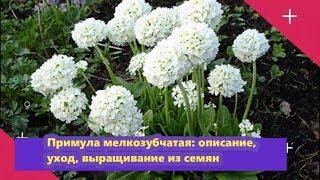 ПРИМУЛА МЕЛКОЗУБЧАТАЯ: описание,уход,выращивание из семян.