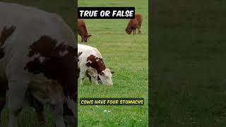 True or False? #trueorfalse #facts #cows #stomachs #four #compartments #technically #animals #farms