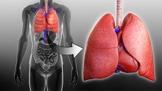 Respiratory and Circulatory Systems Working Together   I  Grade 9 - Q1 l PART 3