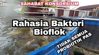 Belajar Mengenali Probiotik & bakteri yg pas untuk aplikasi Bioflok ,Bioflok?harusnya Flok terukur!