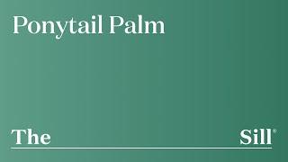 How to take care of a Ponytail Palm