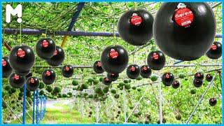 Japanese Black Watermelons - World's Most Expensive Watermelon - Black Watermelon Cultivation Farm