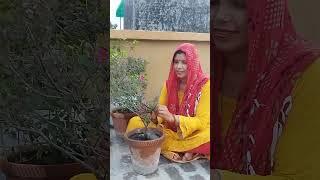 bannu ka bageecha, mannu pannu ka new look, mannu aur pannu ka new look, bagecha, mannu pannu, bannu