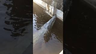 Up Close Huge 14ft American Crocodile! #florida #outdoors #crocodile #everglades #floridaoutdoors