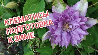 КАК ПОДГОТОВИТЬ КЛЕМАТИСЫ К ЗИМЕ?