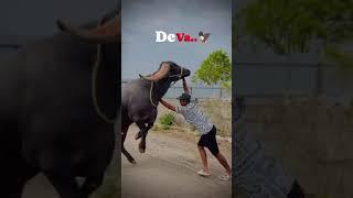 #bull #sadar #sadarfestival #yadav #yadavbrand#viral#trending