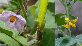 Grafting Plants | Vegetable grafting | Tomato grafting on eggplant