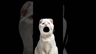 meow talks in shrek