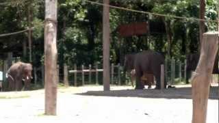 Visit Lok Kawi Wild Life Park - Part 3