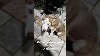 Bald and Retired found the cutest Street dog of Bodrum Turkey | a husky??