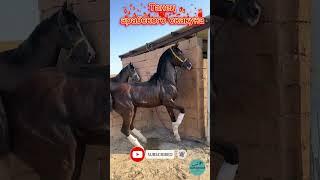 ЭКСКЛЮЗИВ 23. Танец арабского скакуна #horse #асау #кони #лошади #жылкы #айгыр #ат #скакун