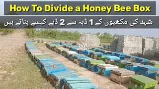 How To Divide a Honey Bee Box || How to Divide Honey Bee Hives #honeybees #bees #beekeeping