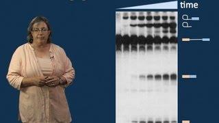 Melissa Moore (U. Mass/HHMI) Part 2: Spliceosome Structure and Dynamics