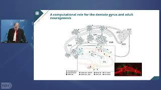 WALS: How Neuromorphic Computing can Help us Understand the Brain