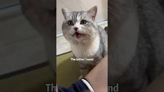 Cold war with kitten #cat #shortvideo #animals #cute #love