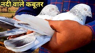 नदी वाले कबूतर फ़िर से ! High Flyer Pigeon!Old Breed Pigeon!Jaipur Tonk Pigeons