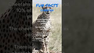 Fun Facts Cheetah: "Lightning Fast and Fur-ocious: Fascinating Facts About Cheetahs!", #shorts