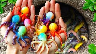 Catch Baby Octopus In Small Pond, Baby Turtle, Eel, Platinum Guppies, Neon Fish, Goldfish,Mouse Fish