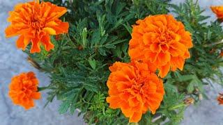 How to collect marigold seeds from your flowers