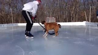 Dogs on Ice