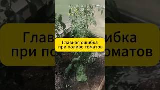 Главная ошибка при поливе томатов! #огород #дача #сад #томаты #советы #томатывтеплице #фитофтора