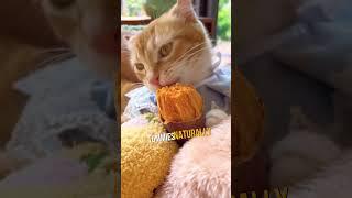 4 Cat Health Secrets Vets Don’t Share!