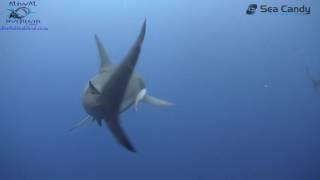 Aliwal Dive Centre video 2016
