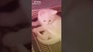 sofiadelmonstro | Animals Pets TikTok |