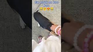 #doglover #funny #dog #comedy #youtubeshorts #labrador #funnydog #trendingvedio #yt #aanfransiska