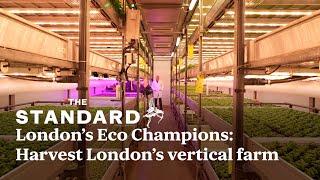 London's Eco Champions: Harvest London's vertical farm