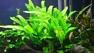 Java Fern Plant Guide and How to Grow and Care for Java Fern