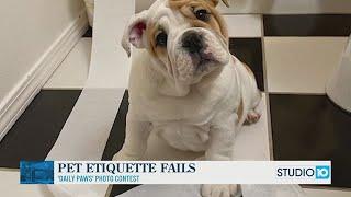 'Daily Paws' "Pet Etiquette Fails" Contest Winners