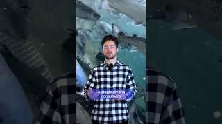 Tridge Insights: Salmon industry expected to grow #marketinsights #marketdata