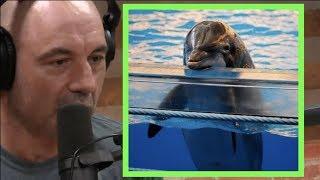 Joe Rogan | Holding Dolphins in Captivity is Slavery w/Phil Demers