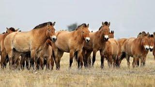 Лошади Пржевальского Оренбург Интересные факты Przewalski's horses  animals  