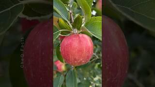 How to Grow Apple Tree at Home  Unique Technique of Planting #farming #plants #shorts