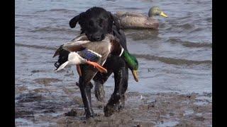 Clip from Freelance Duck Hunting 2021.