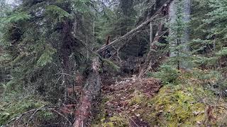 Hunters Capture More Clear Footage Of A large Mountain Bigfoot Near Camp