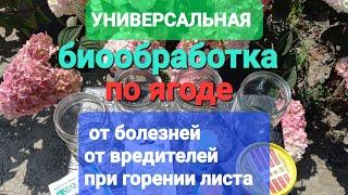 УНИВЕРСАЛЬНАЯ биобработка голубики ЛЕТОМ по ягоде.