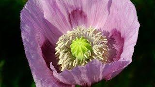 Mohn, Klatsch-Mohn, Schlaf-Mohn und andere