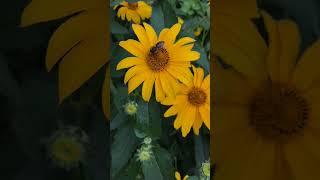 Nature's beauty shines through fragrance of flowers