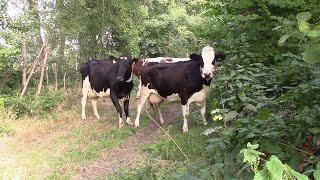 How Cow React When They See A Camera