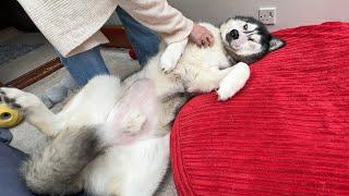 Husky Gives His Nan The Signal! Wrapped Around His Paw!