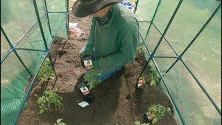 Tomatoes. It’s that time of year in the Australia .