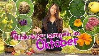 Die Top Wildkräuter im Oktober  Das kann man jetzt sammeln  #wildkräuter #heilpflanzen #garten